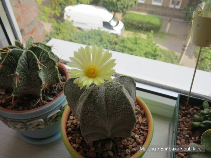 Здравствуй, кактус! Милый злючка, Мой смешной зеленый ёж | Бэйбики Здравствуй, кактус! Милый злючка, Мой смешной зеленый ёж