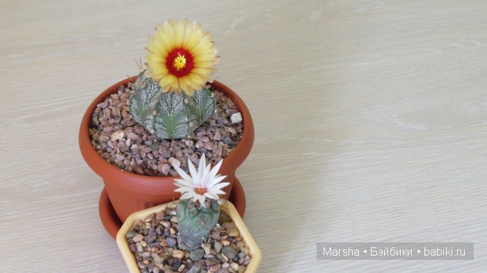 Здравствуй, кактус! Милый злючка, Мой смешной зеленый ёж | Бэйбики Здравствуй, кактус! Милый злючка, Мой смешной зеленый ёж