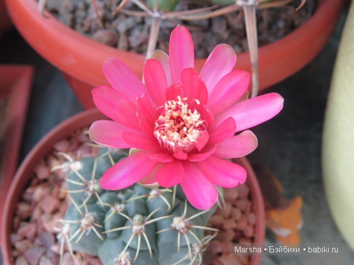 Здравствуй, кактус! Милый злючка, Мой смешной зеленый ёж | Бэйбики Здравствуй, кактус! Милый злючка, Мой смешной зеленый ёж