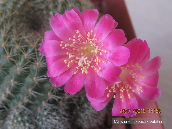 Здравствуй, кактус! Милый злючка, Мой смешной зеленый ёж | Бэйбики Здравствуй, кактус! Милый злючка, Мой смешной зеленый ёж