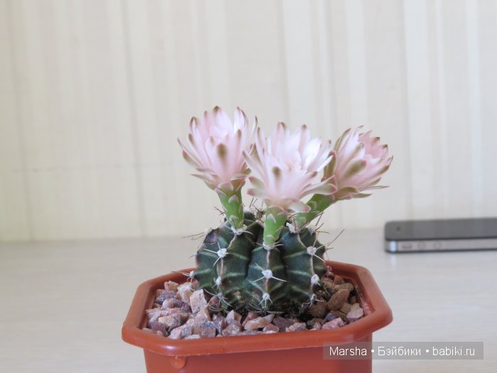 Здравствуй, кактус! Милый злючка, Мой смешной зеленый ёж | Бэйбики Здравствуй, кактус! Милый злючка, Мой смешной зеленый ёж