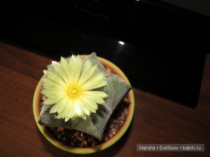 Здравствуй, кактус! Милый злючка, Мой смешной зеленый ёж | Бэйбики Здравствуй, кактус! Милый злючка, Мой смешной зеленый ёж