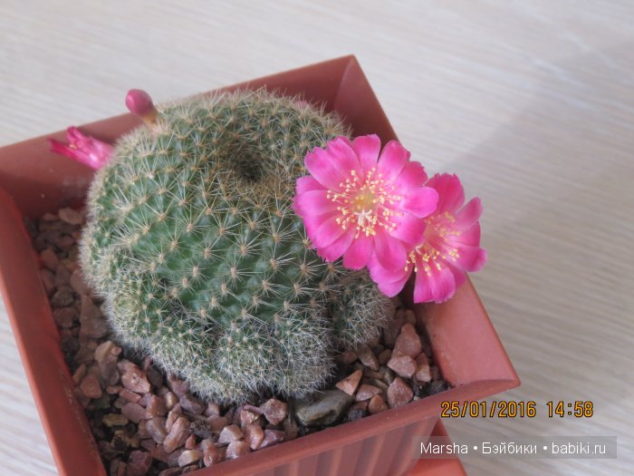 Здравствуй, кактус! Милый злючка, Мой смешной зеленый ёж | Бэйбики Здравствуй, кактус! Милый злючка, Мой смешной зеленый ёж