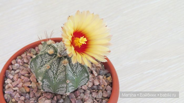 Здравствуй, кактус! Милый злючка, Мой смешной зеленый ёж | Бэйбики Здравствуй, кактус! Милый злючка, Мой смешной зеленый ёж