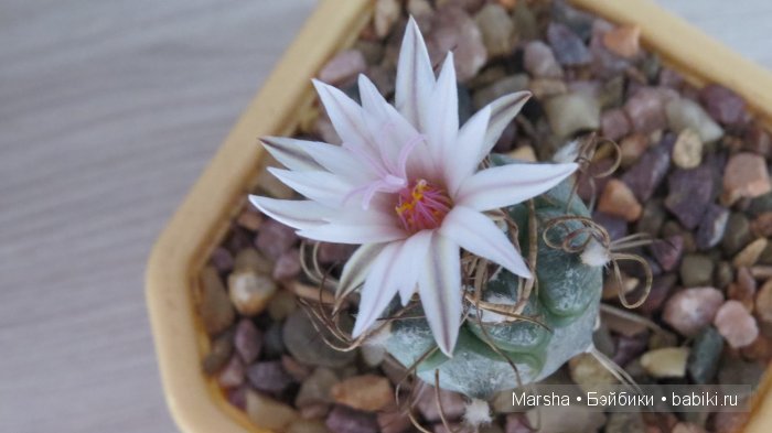 Здравствуй, кактус! Милый злючка, Мой смешной зеленый ёж | Бэйбики Здравствуй, кактус! Милый злючка, Мой смешной зеленый ёж