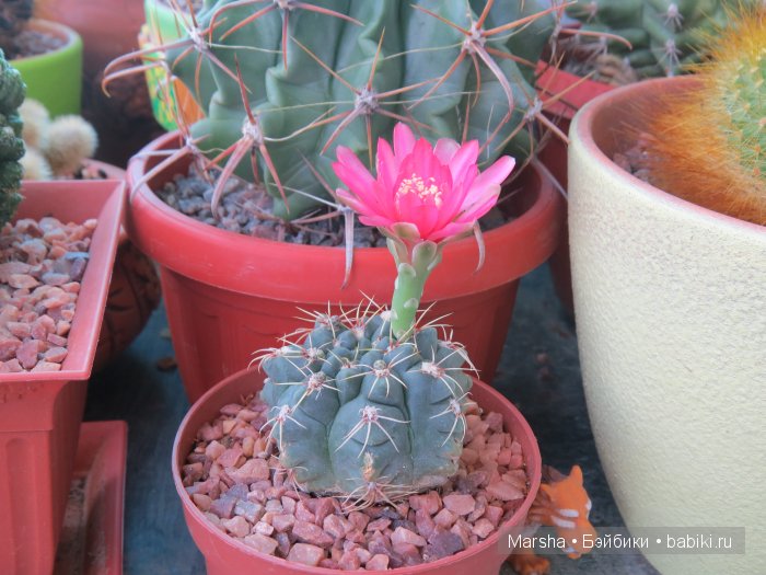 Здравствуй, кактус! Милый злючка, Мой смешной зеленый ёж | Бэйбики Здравствуй, кактус! Милый злючка, Мой смешной зеленый ёж