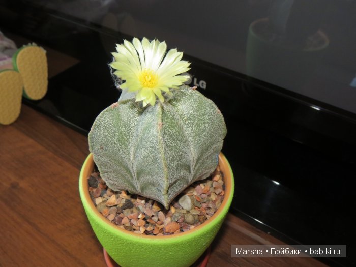 Здравствуй, кактус! Милый злючка, Мой смешной зеленый ёж | Бэйбики Здравствуй, кактус! Милый злючка, Мой смешной зеленый ёж