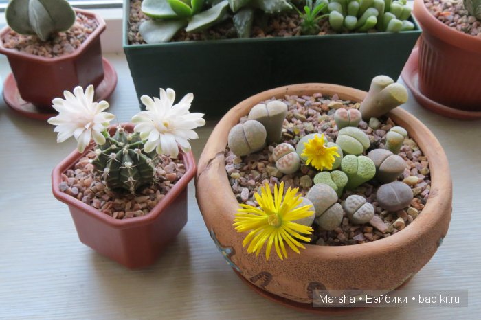 Здравствуй, кактус! Милый злючка, Мой смешной зеленый ёж | Бэйбики Здравствуй, кактус! Милый злючка, Мой смешной зеленый ёж