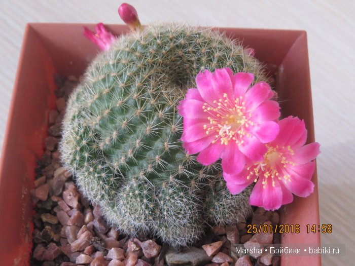 Здравствуй, кактус! Милый злючка, Мой смешной зеленый ёж | Бэйбики Здравствуй, кактус! Милый злючка, Мой смешной зеленый ёж