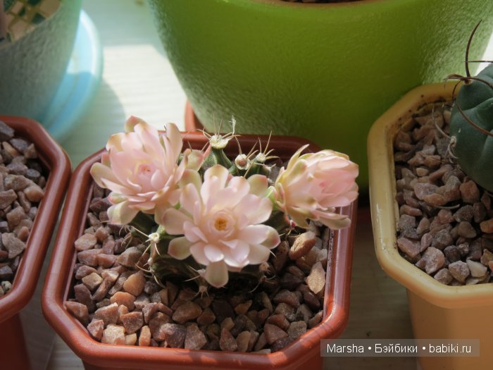 Здравствуй, кактус! Милый злючка, Мой смешной зеленый ёж | Бэйбики Здравствуй, кактус! Милый злючка, Мой смешной зеленый ёж