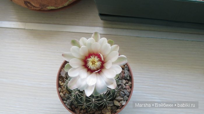 Здравствуй, кактус! Милый злючка, Мой смешной зеленый ёж | Бэйбики Здравствуй, кактус! Милый злючка, Мой смешной зеленый ёж (фото 5)