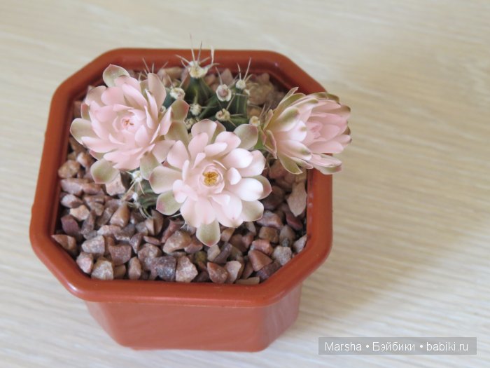 Здравствуй, кактус! Милый злючка, Мой смешной зеленый ёж | Бэйбики Здравствуй, кактус! Милый злючка, Мой смешной зеленый ёж