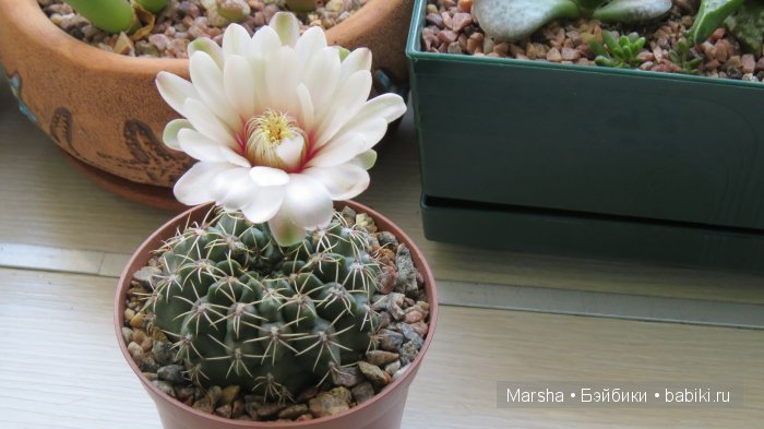 Здравствуй, кактус! Милый злючка, Мой смешной зеленый ёж | Бэйбики Здравствуй, кактус! Милый злючка, Мой смешной зеленый ёж (фото 2)