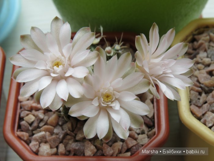 Здравствуй, кактус! Милый злючка, Мой смешной зеленый ёж | Бэйбики Здравствуй, кактус! Милый злючка, Мой смешной зеленый ёж