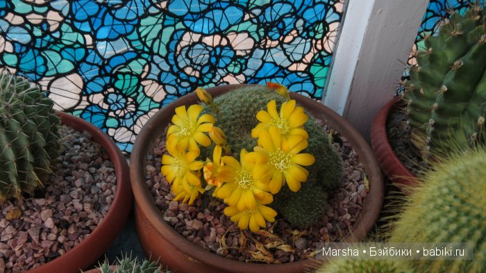 Здравствуй, кактус! Милый злючка, Мой смешной зеленый ёж | Бэйбики Здравствуй, кактус! Милый злючка, Мой смешной зеленый ёж