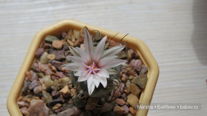 Здравствуй, кактус! Милый злючка, Мой смешной зеленый ёж | Бэйбики Здравствуй, кактус! Милый злючка, Мой смешной зеленый ёж (фото 7)