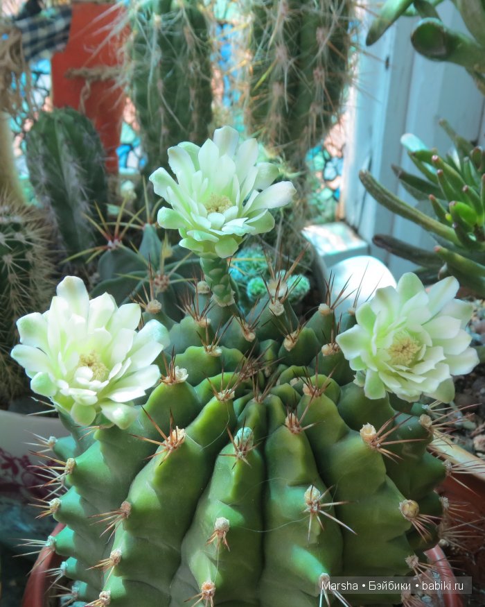 Здравствуй, кактус! Милый злючка, Мой смешной зеленый ёж | Бэйбики Здравствуй, кактус! Милый злючка, Мой смешной зеленый ёж