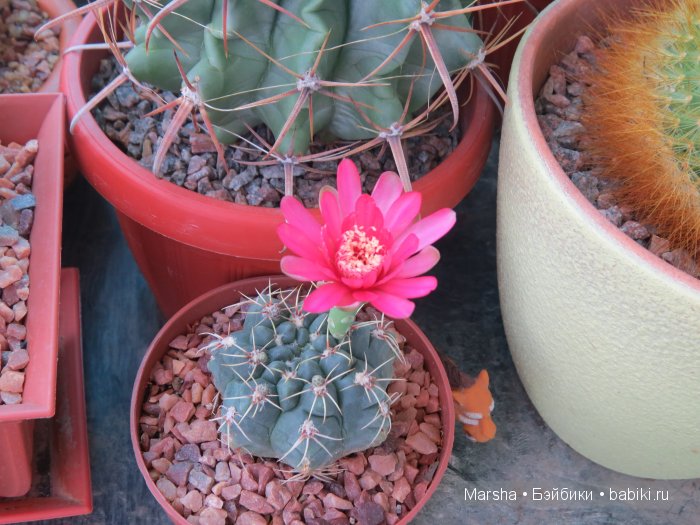 Здравствуй, кактус! Милый злючка, Мой смешной зеленый ёж | Бэйбики Здравствуй, кактус! Милый злючка, Мой смешной зеленый ёж