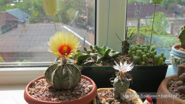 Здравствуй, кактус! Милый злючка, Мой смешной зеленый ёж | Бэйбики Здравствуй, кактус! Милый злючка, Мой смешной зеленый ёж