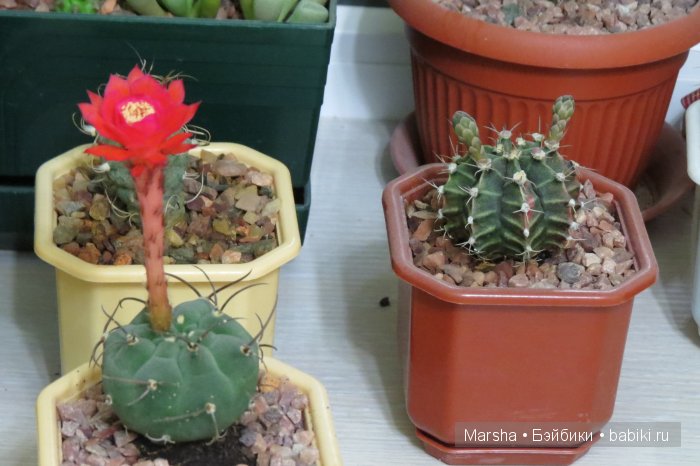 Здравствуй, кактус! Милый злючка, Мой смешной зеленый ёж | Бэйбики Здравствуй, кактус! Милый злючка, Мой смешной зеленый ёж