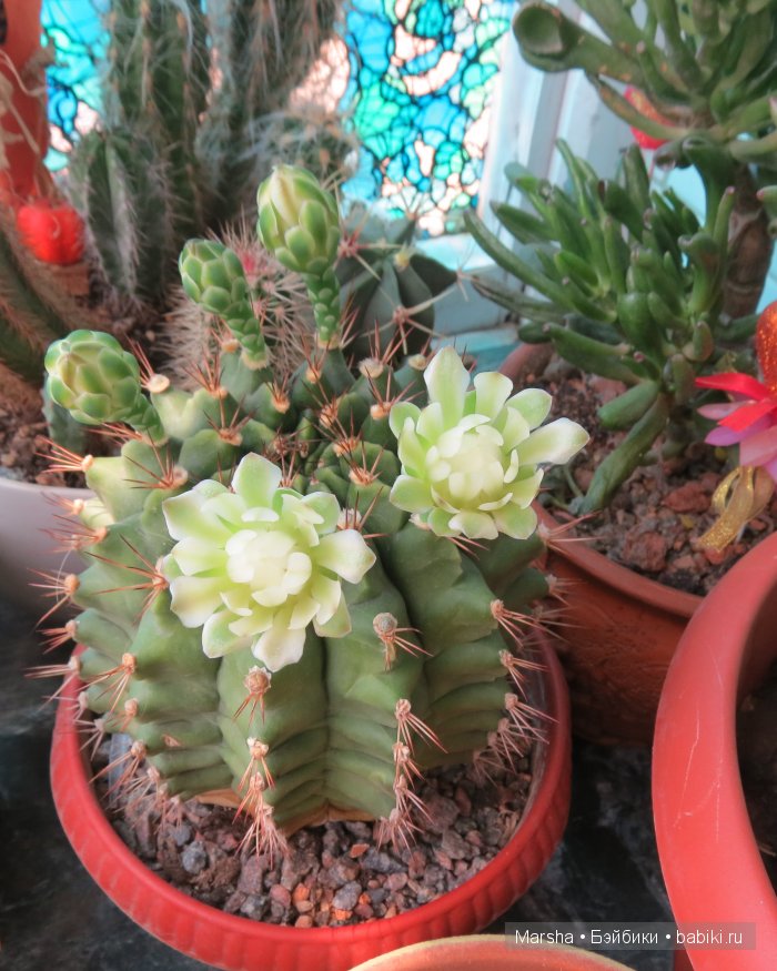 Здравствуй, кактус! Милый злючка, Мой смешной зеленый ёж | Бэйбики Здравствуй, кактус! Милый злючка, Мой смешной зеленый ёж