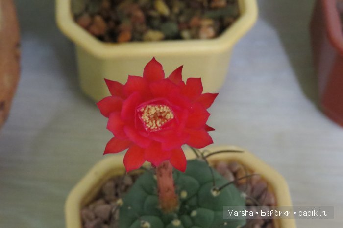 Здравствуй, кактус! Милый злючка, Мой смешной зеленый ёж | Бэйбики Здравствуй, кактус! Милый злючка, Мой смешной зеленый ёж