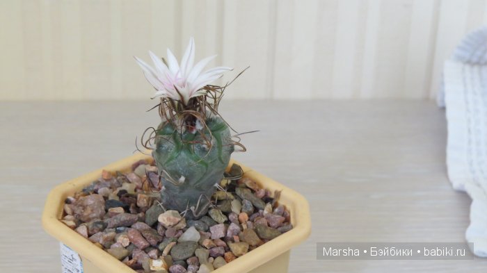 Здравствуй, кактус! Милый злючка, Мой смешной зеленый ёж | Бэйбики Здравствуй, кактус! Милый злючка, Мой смешной зеленый ёж (фото 9)