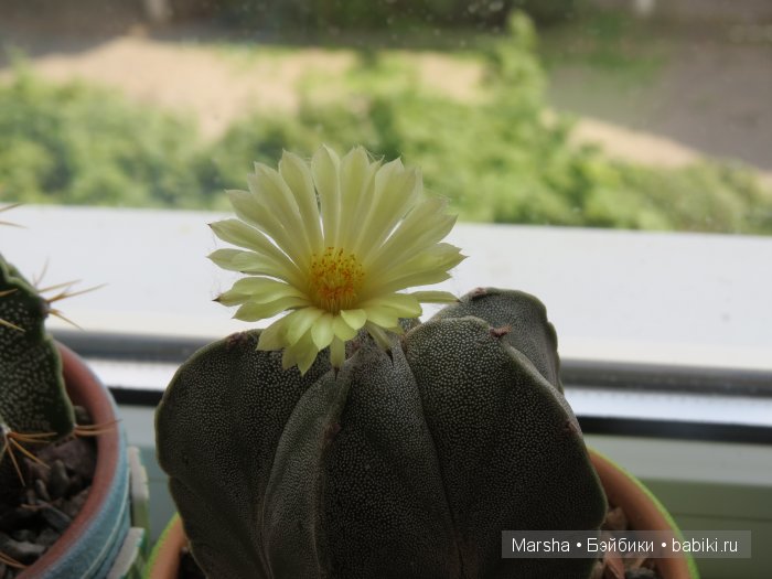 Здравствуй, кактус! Милый злючка, Мой смешной зеленый ёж | Бэйбики Здравствуй, кактус! Милый злючка, Мой смешной зеленый ёж