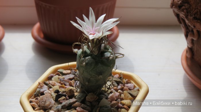 Здравствуй, кактус! Милый злючка, Мой смешной зеленый ёж | Бэйбики Здравствуй, кактус! Милый злючка, Мой смешной зеленый ёж (фото 6)