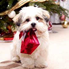 В предверии года собаки, покажу свою коллекцию фарфоровых собачек