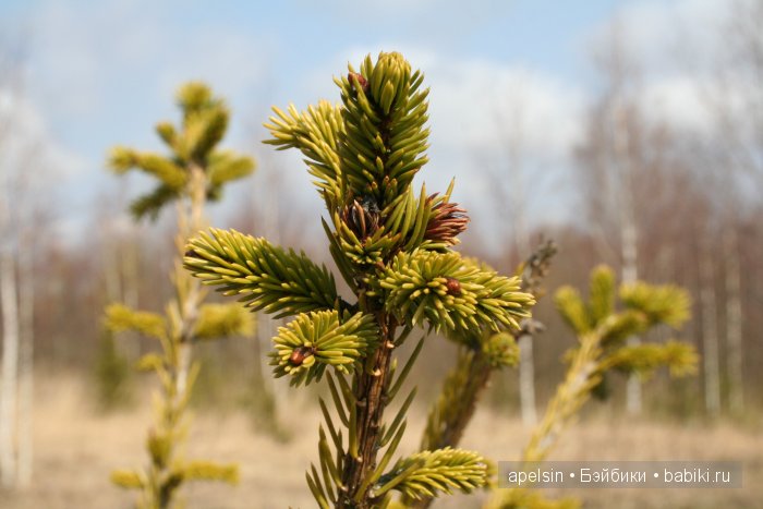 Прогулка с Салли | Бэйбики Прогулка с Салли — Интересные игрушки и фигурки (разное): редкие (фото 10)