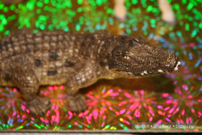 В мире животных.. продолжение