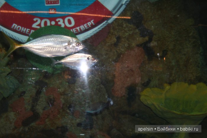 Экскурсия в Авиапарк — Туризм и путешествия: фотоотчеты из поездок