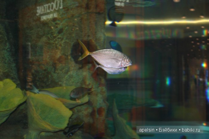 Экскурсия в Авиапарк — Туризм и путешествия: фотоотчеты из поездок