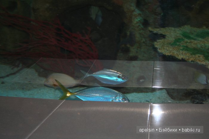 Экскурсия в Авиапарк — Туризм и путешествия: фотоотчеты из поездок (фото 6)