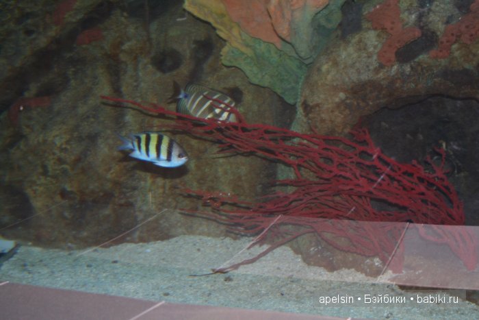 Экскурсия в Авиапарк — Туризм и путешествия: фотоотчеты из поездок (фото 10)