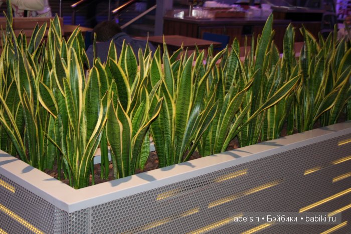 Экскурсия в Авиапарк — Туризм и путешествия: фотоотчеты из поездок