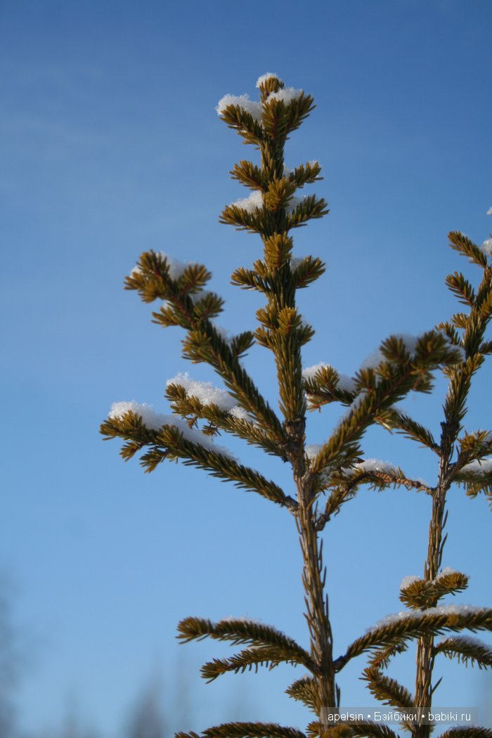 Noodle Charlie bears — Домашние фото авторских игрушек: Тедди