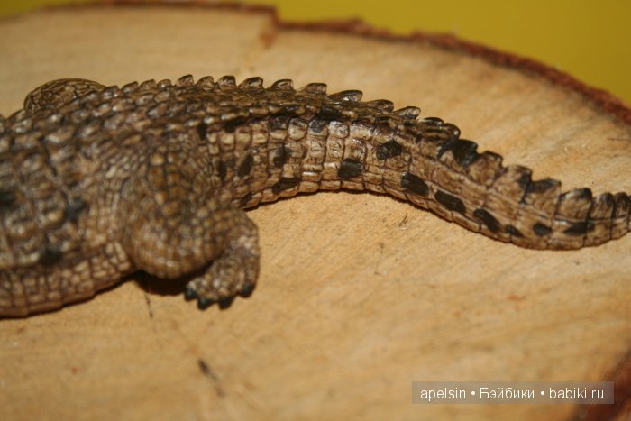 В мире животных.. часть 4)