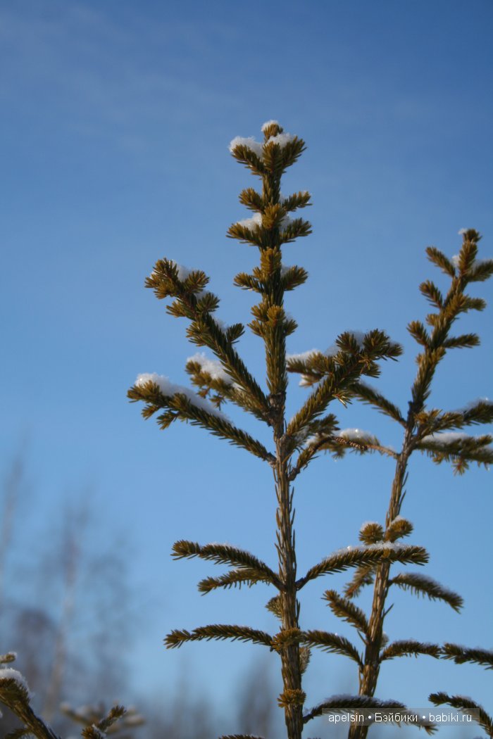 Noodle Charlie bears — Домашние фото авторских игрушек: Тедди