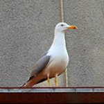 Болгария. Святой Влас. Несебр.