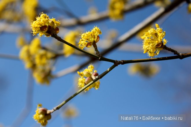 Болгария. Святой Влас. Несебр