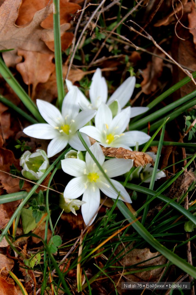 Болгария. Святой Влас. Несебр
