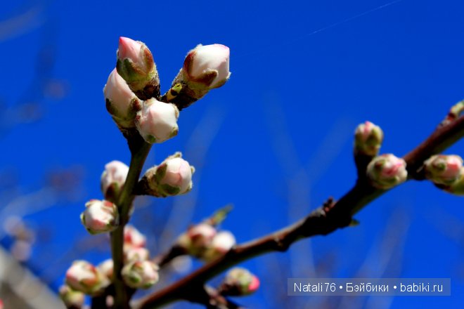 Болгария. Святой Влас. Несебр (фото 10)