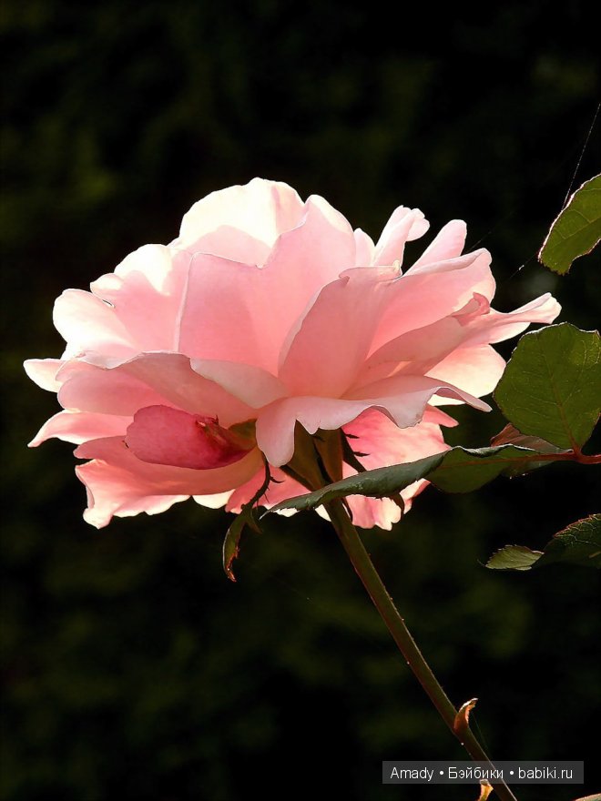 Клара собирается на бал или новое платье для маленькой принцессы