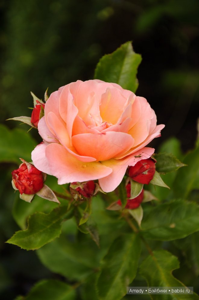 Клара собирается на бал или новое платье для маленькой принцессы