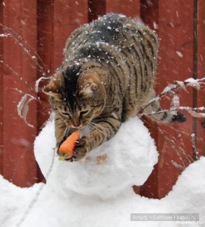 Позитив. Самые добрые и забавные фотографии для поднятия настроения | Бэйбики Позитив. Самые добрые и забавные фотографии для поднятия настроения