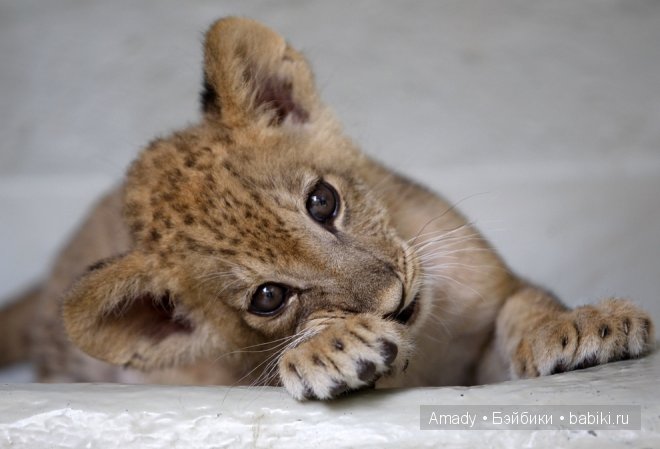 Позитив. Самые добрые и забавные фотографии для поднятия настроения | Бэйбики Позитив. Самые добрые и забавные фотографии для поднятия настроения