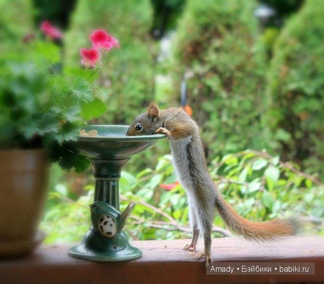 Позитив. Самые добрые и забавные фотографии для поднятия настроения | Бэйбики Позитив. Самые добрые и забавные фотографии для поднятия настроения