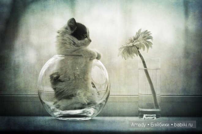 Позитив. Самые добрые и забавные фотографии для поднятия настроения | Бэйбики Позитив. Самые добрые и забавные фотографии для поднятия настроения